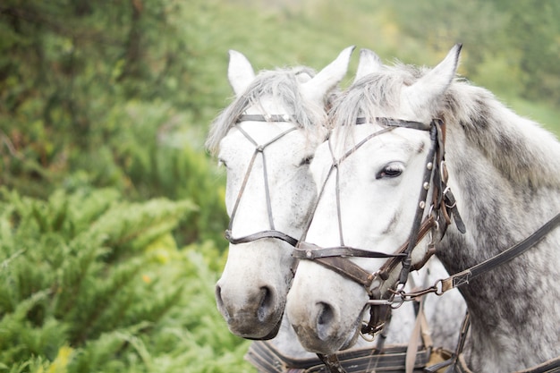 Closeup portrait de tête d'une équipe de deux chevaux gris pommelé dans un harnais de transport contre le feuillage vert