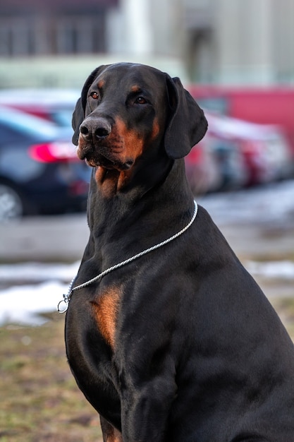 Closeup portrait urbain de Doberman noir