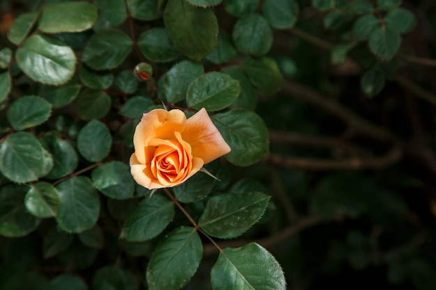 Closeup rose délicat orange, rose clair.