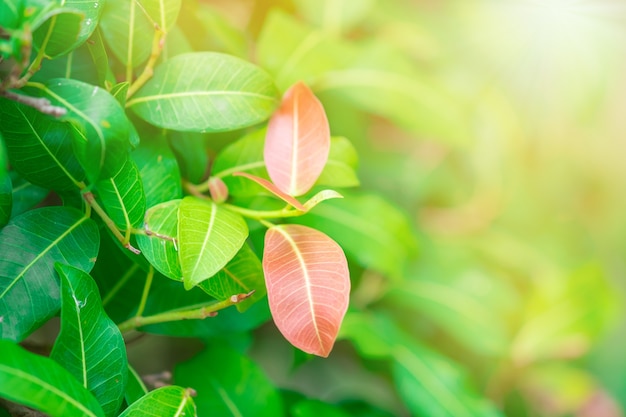 Closeup rouge, orange et feuilles vertes dans le jardin sur fond flou.