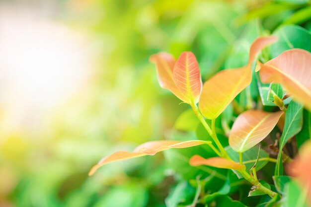 Closeup rouge, orange et feuilles vertes dans le jardin sur fond flou.