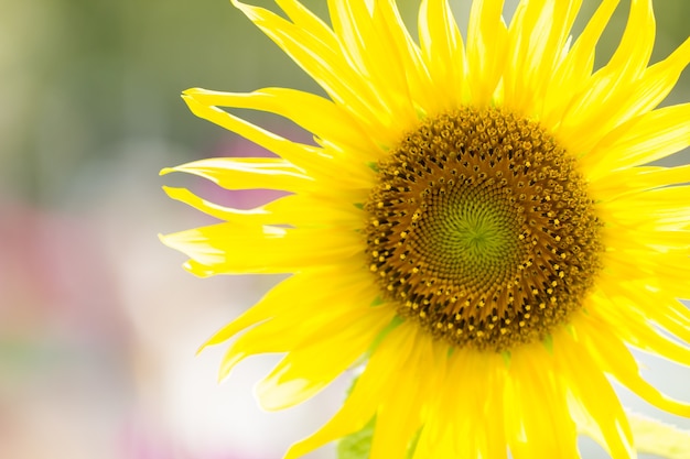 Closeup tournesol dans le jardin et le soleil du matin