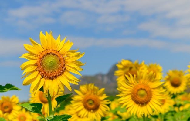 Closeup, de, tournesols, fleur, dans, ferme