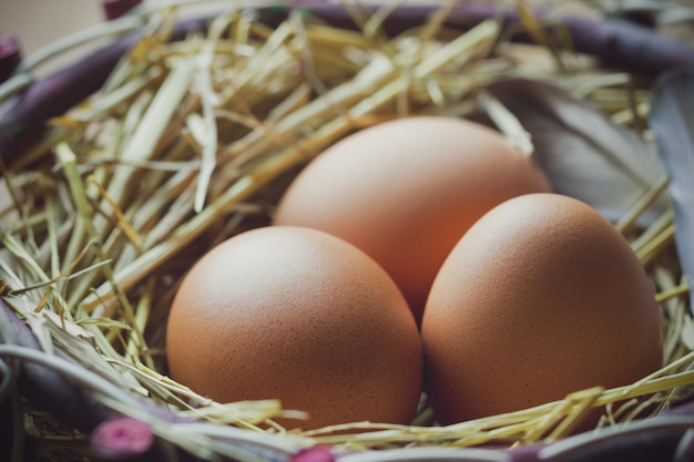 Closeup trois oeufs avec des plumes de poulet dans l&#39;ovaire et la lumière du matin.