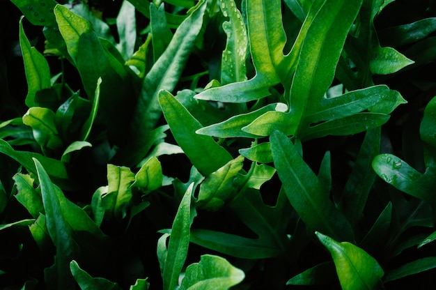 Closeup vert feuilles abstrait Bush