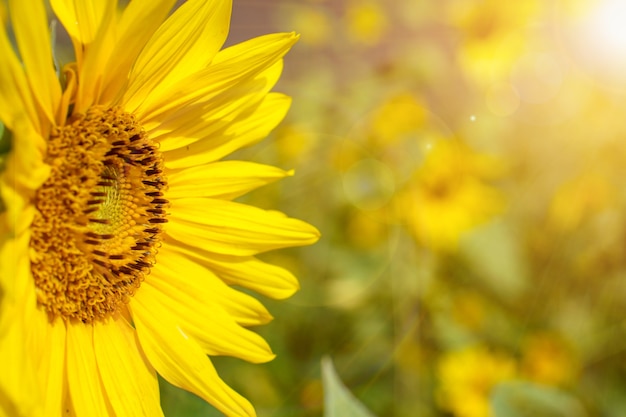 Closeup et vue de côté de la fleur du soleil sur flou avec fond de lumière parasite.