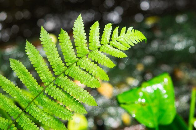 Closeup vue de la feuille verte humide sur le bokeh