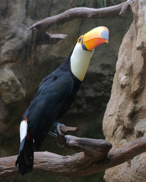 Closup d'un toucan sur une branche