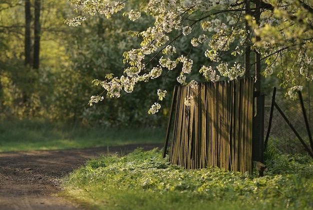 Une clôture avec un arbre en arrière-plan