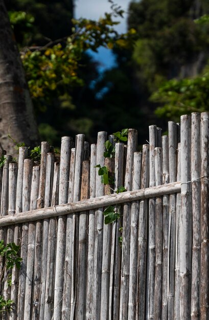 Clôture en bambou sec avec des arbres tropicaux verts sur fond Concept de fond naturel Eco