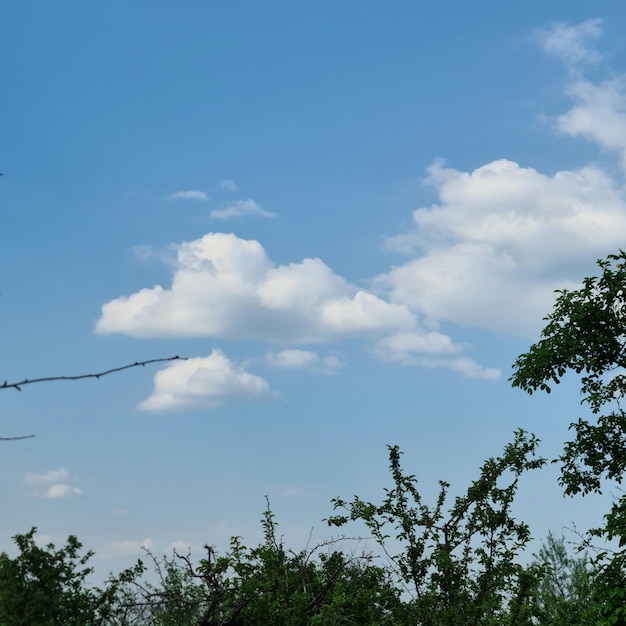 Une clôture de barbelés est devant des arbres et le ciel est bleu.