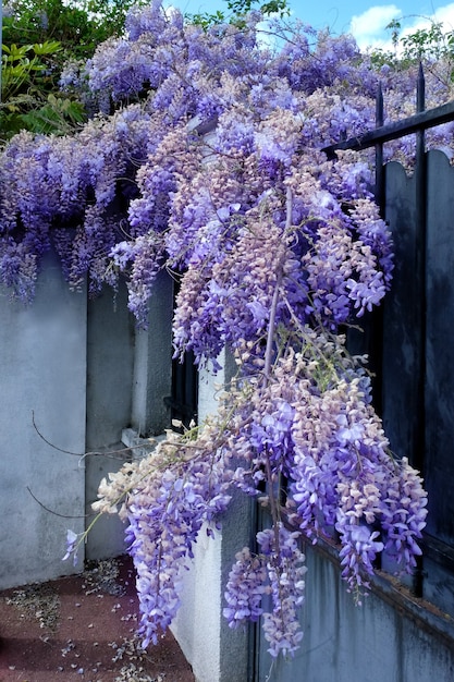 Clôture avec de belles glycines en fleurs le jour du printemps