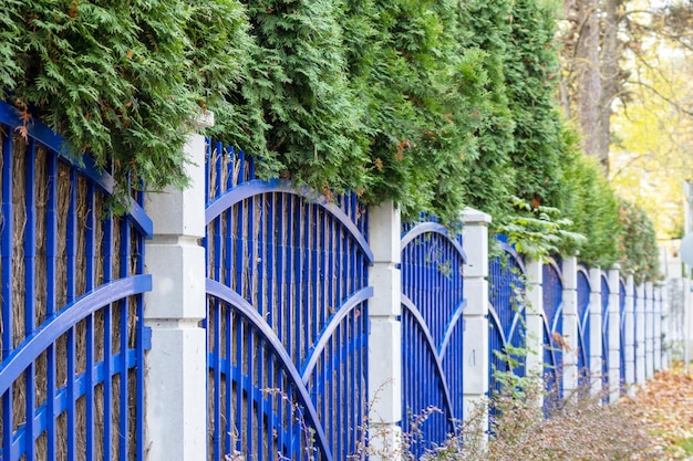 Une clôture bleue avec une clôture blanche et des plantes qui poussent dessus.