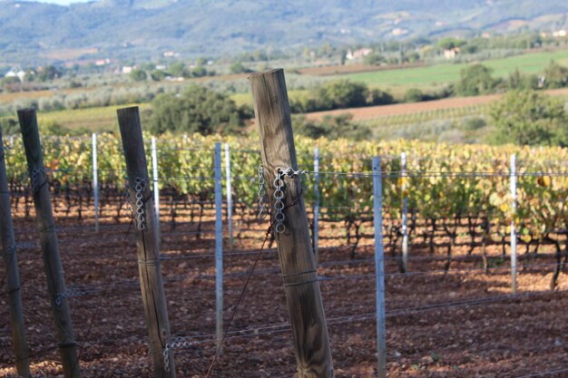 Clôture en bois dans la vigne