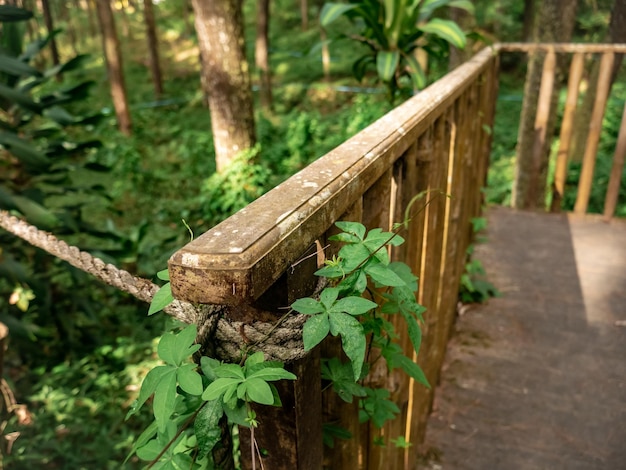 clôture en bois envahie par des buissons épais