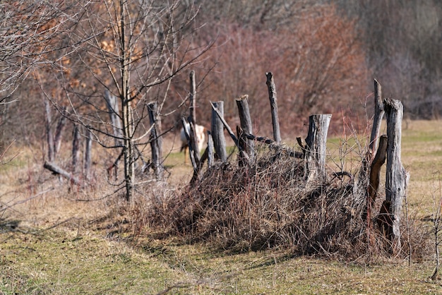 Clôture en bois faite à la main en tiges minces, ranch