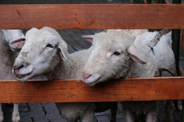 Une clôture en bois avec des moutons derrière