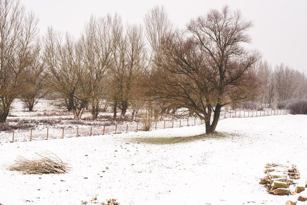 Clôture et branches dans la forêt enneigée