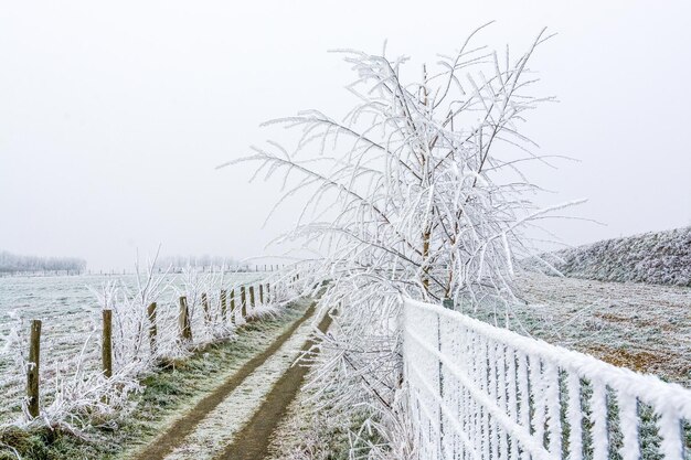 Une clôture, un chemin et un arbre complètement givré un matin d'hiver glacial