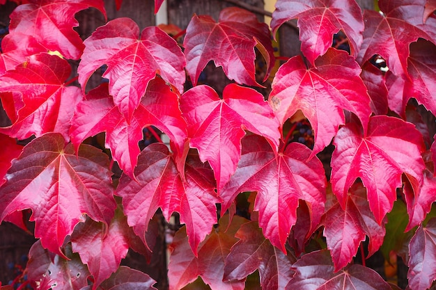 Photo la clôture couverte de feuilles d'automne de lierre rouge saison d'automne octobre feuilles de lierre rouge d'automne sur le fond du mur feuilles rouges de raisins vierges couleurs d'automne