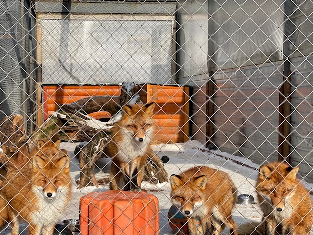 Photo une clôture dans une cage