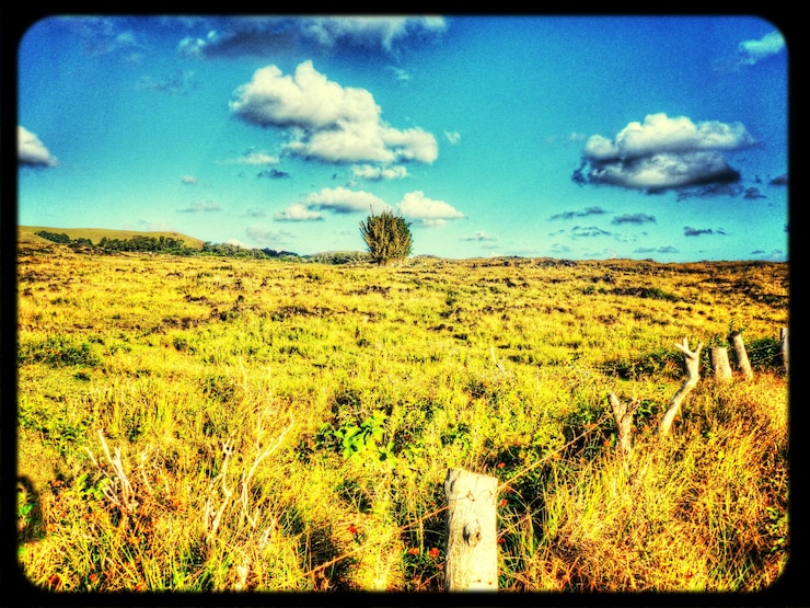 Photo la clôture dans le pré