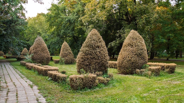 Photo clôture endommagée à sec dans le parc