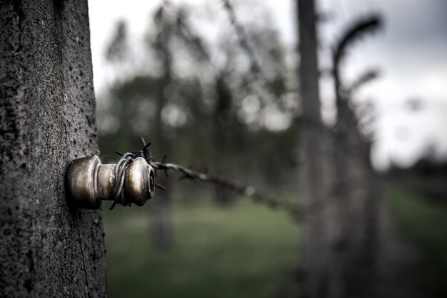 Clôture en fil de fer barbelé vue rapprochée, Auschwitz II