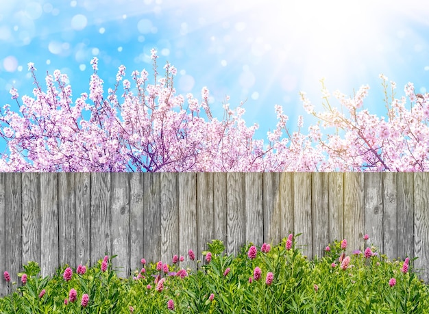 Clôture de jardin en bois à l'arrière-cour et arbre en fleurs au printemps