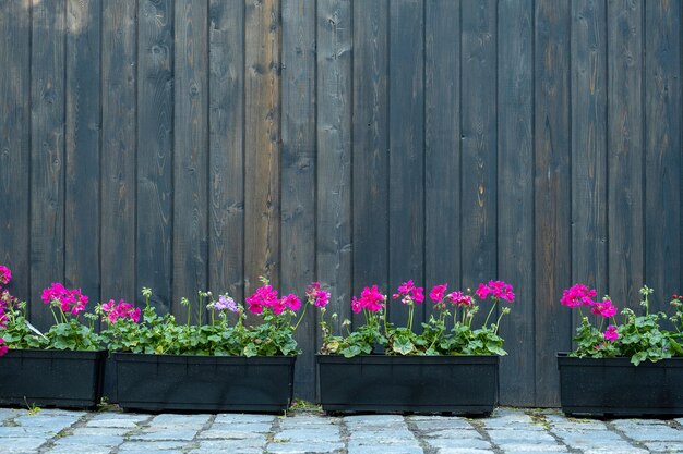 Clôture ou mur en bois et pots décoratifs avec pélargonium en fleurs