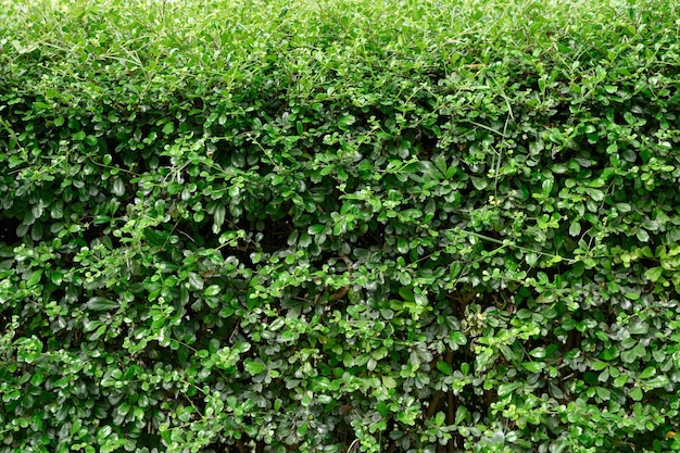 Clôture naturelle du buisson rugueux siamois dans l'arrière-cour