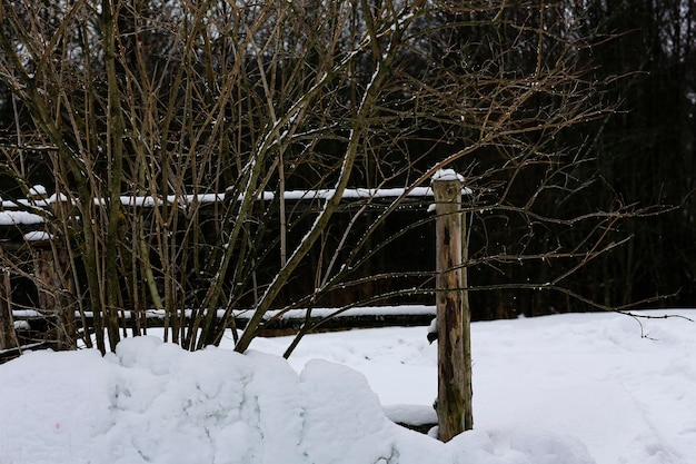 Clôture en osier en bois paysage russe d'hiver arbres couverts de neige village russe abandonné couvert de neige