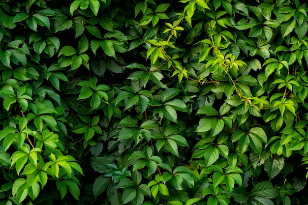 Clôture de raisins décoratifs zirosley. Mur de la Vigne de raisins sauvages