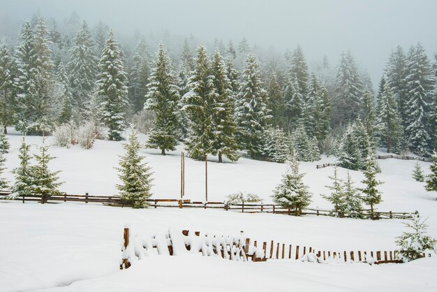 des clôtures qui sortent de sous de hautes congères sur fond de grands sapins enneigés dans le brouillard