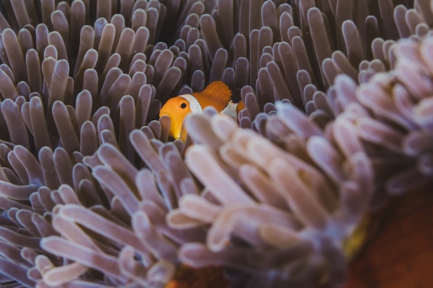 Clownfish abrite son anémone hôte sur un récif de corail tropical