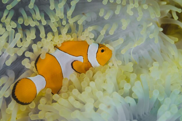 Le clownfish sort d&#39;une anémone.