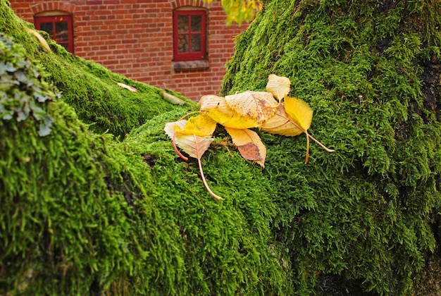 Clsoeup de feuilles jaunes sur de la mousse de brocart verte avec une maison en arrière-plan Mur couvert de mousse ou haie de jardin au début d'un matin d'automne Mousse verte vibrante s'étendant sur un tronc d'arbre tombé