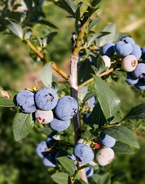 Cluster de bleuets mûrs sur un buisson de bleuets