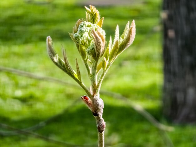 Cluster de bourgeons de fleurs de la branche de l'arbre rowan sorbus aucuparia avec de jeunes feuilles vertes et un bourgeon de fleur