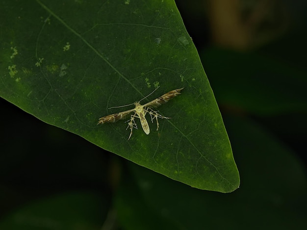 Cnaemidophorus rhododactyla également connu sous le nom de rose plume moth est un papillon de la superfamille