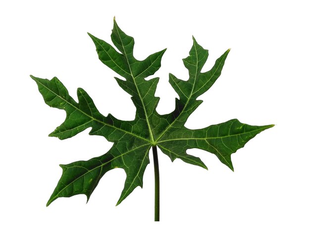 Photo cnidoscolus aconitifolius leaf isolé sur fond blanc feuilles vertes sur fond blanc