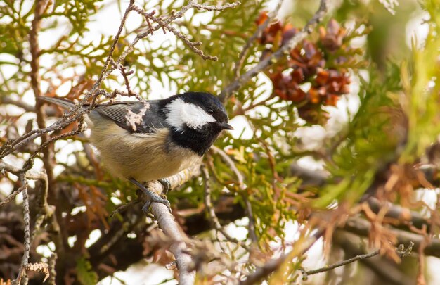 Coal Tit Periparus ater froid matin d'automne un oiseau est assis sur une branche d'un thuya