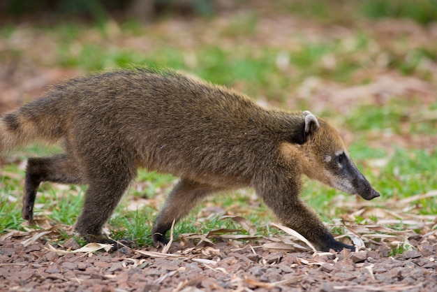 Coati marchant sur l'herbe