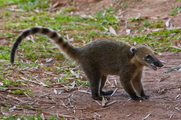 Coati marchant sur l'herbe