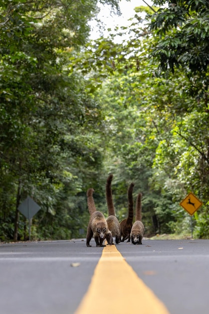 Coatis à nez blanc au milieu de la route