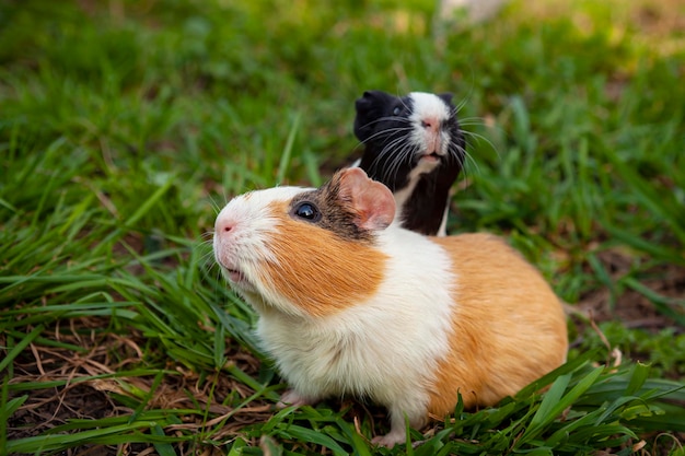 Le cobaye est une espèce de rongeur appartenant au genre Cavia