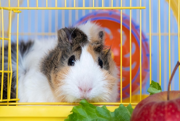 Le cobaye mangeant des feuilles de laitue se soucie de l'animal de compagnie