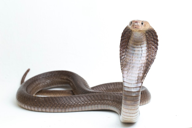 Le cobra cracheur de Java (Naja sputatrix) également appelé le cobra indonésien du sud isolé sur blanc