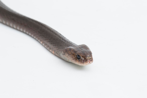 Photo le cobra cracheur de java naja sputatrix isolé sur fond blanc