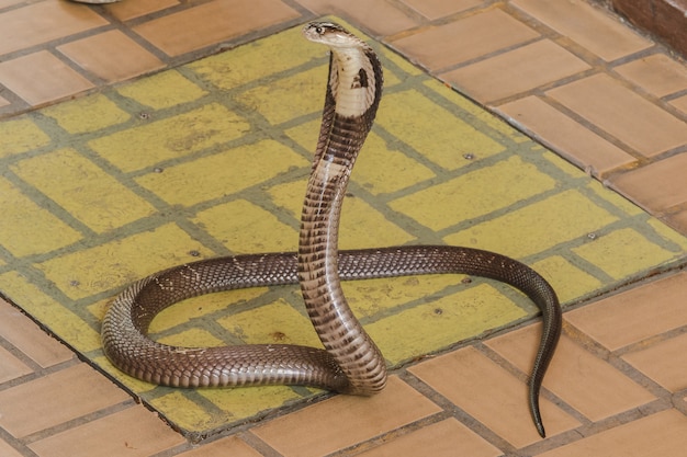 Photo cobra est sur le sol est un serpent de taille moyenne il existe un poison grave.